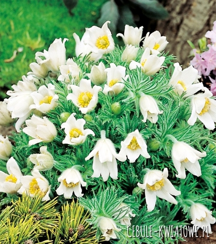 Pulsatilla Sasanka Biała 1 szt.