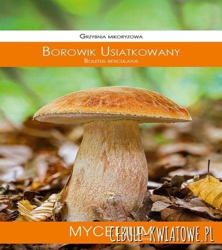 Grzybnia Borowik usiatkowany 10g