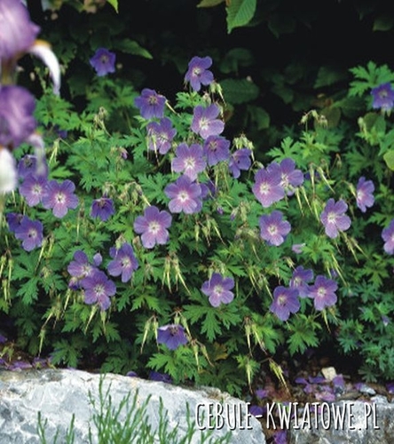Geranium Bodziszek Lekarski Gravetye 1 szt.