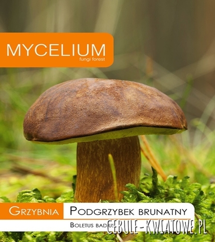 Grzybnia Podgrzybek brunatny 10g