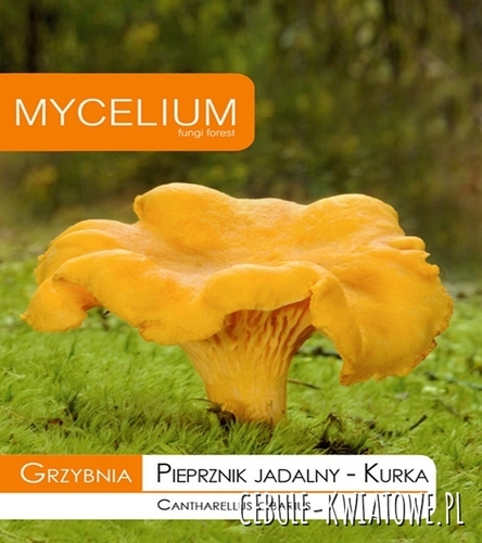Grzybnia Pieprznik Jadalny, Kurka 10g