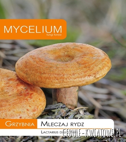 Grzybnia Mleczaj rydz 10g