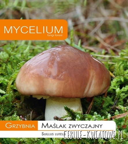 Grzybnia Maślak zwyczajny 10g