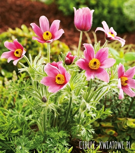 Pulsatilla Sasanka Różowa 1 szt.
