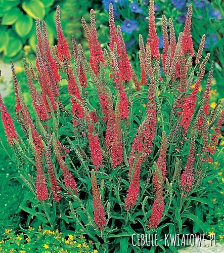 Veronica Przetacznik Red 1 szt.