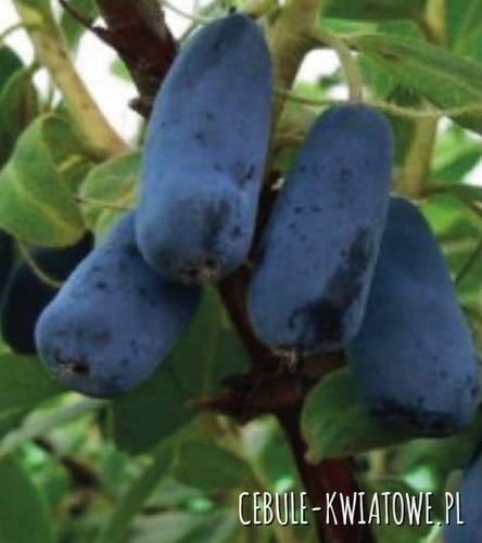 Jagoda Kamczacka Indigo Gem - doniczka