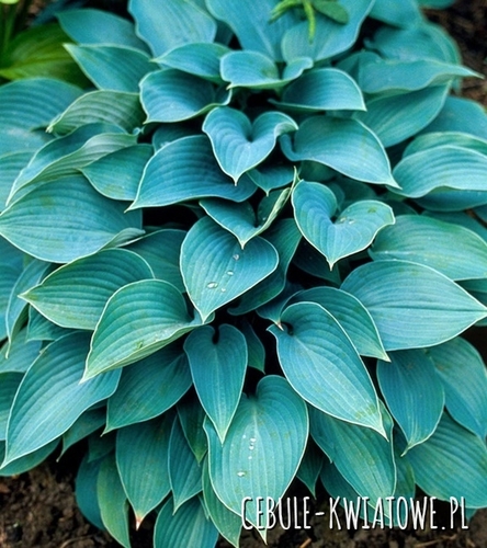 Hosta - Funkia Fragrant Blue 1 szt.