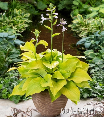 Hosta - Funkia Ki Ren Jyaku 1 szt.