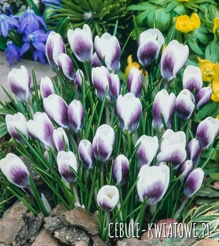 Krokus Wiosenny Blue Bird 5 szt.