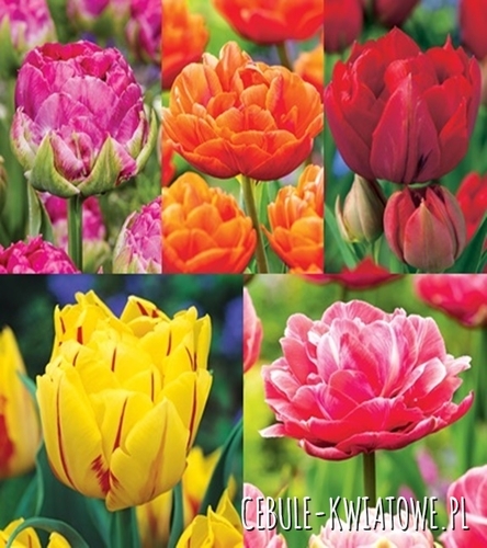 Zestaw Tulipan Pełny "6" 11/12