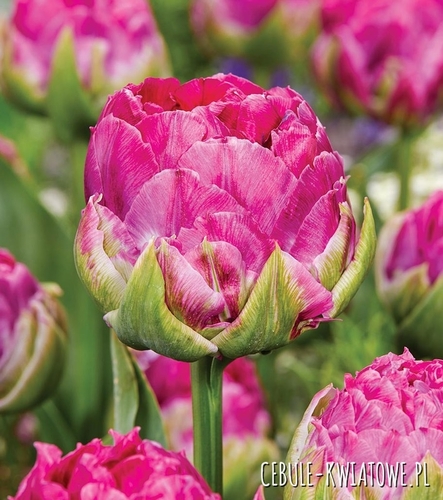 Tulipan Pełny Wicked in Pink 5 szt.