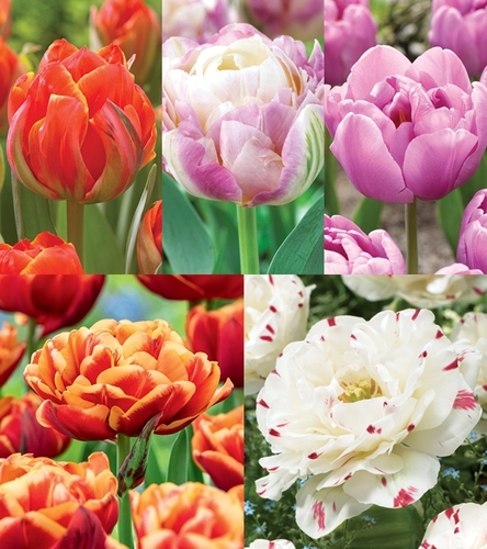 Zestaw Tulipan Pełny "7" 11/12