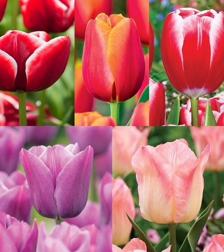 Zestaw Tulipan Triumph "6" 11/12