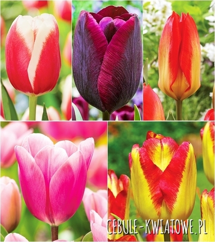 Zestaw Tulipan Triumph "7" 11/12