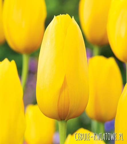 Tulipan Gigantyczny Muscadet 5 szt.