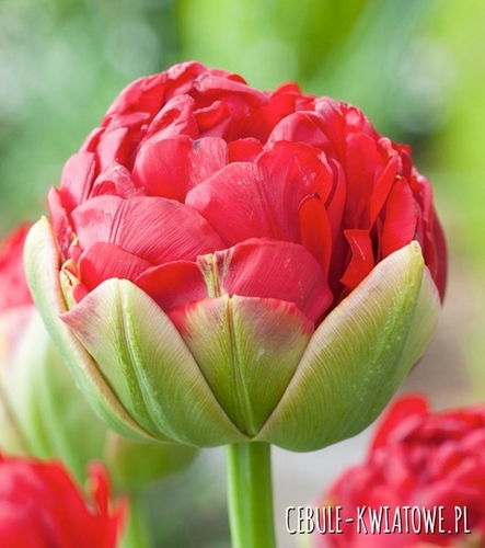 Tulipan Lodowy Pop Up Red 1 szt.