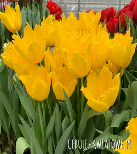 Tulipan Strzępiasty Sunny Time 5 szt.