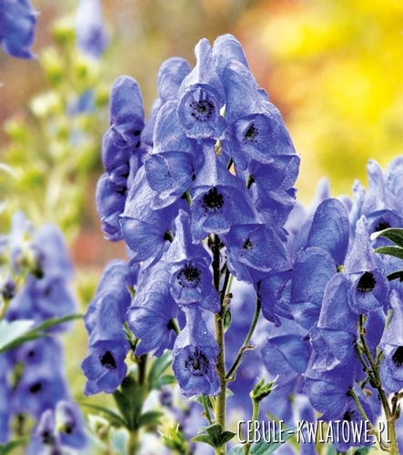 Aconitum Tojad 1 szt.