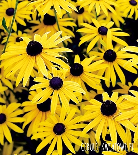 Rudbeckia Speciosa Rudbekia Okazała 1 szt.