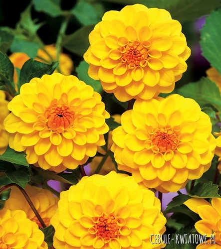 Dalia Pomponowa Golden Scepter 1 szt.