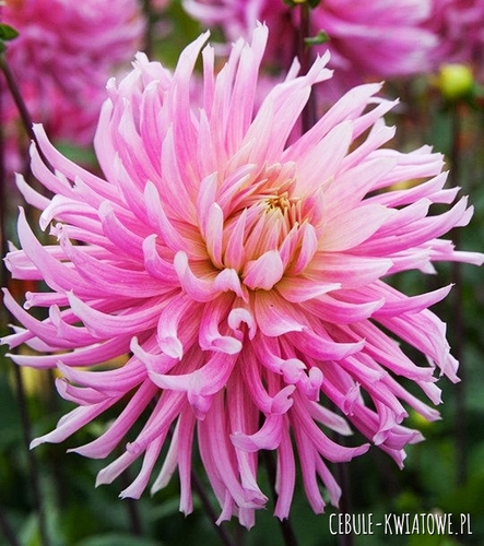 Dalia Kaktusowa Hollyhill Cotton Candy 1 szt.