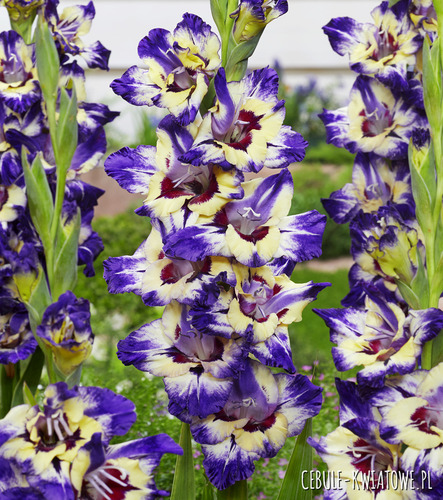 Gladiolus - Mieczyk Circus Color 5 szt.