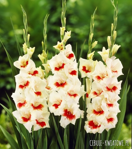 Gladiolus - Mieczyk Ajax 5 szt.