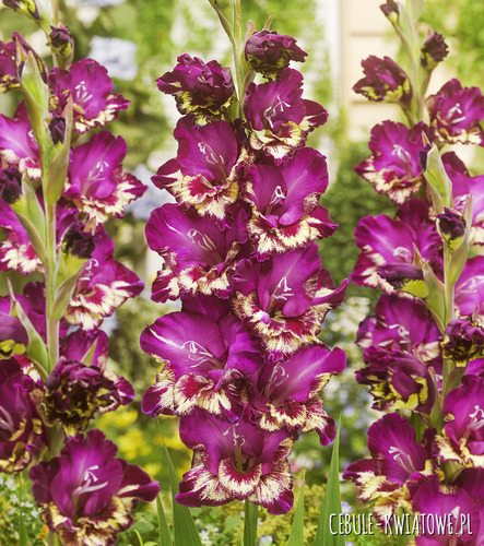 Gladiolus - Mieczyk Colour Club 5 szt.