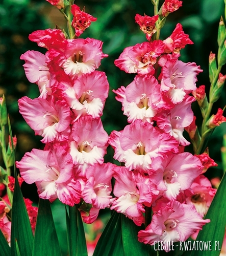 Gladiolus Mieczyk Karbowany Gerona 5 szt.