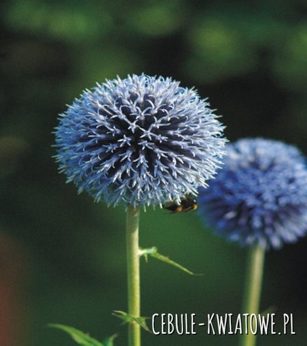 Echinops Ritro - Przegorzan Pospolity 1 szt.