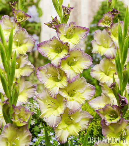 Gladiolus - Mieczyk Moonlight Shadow 5 szt.
