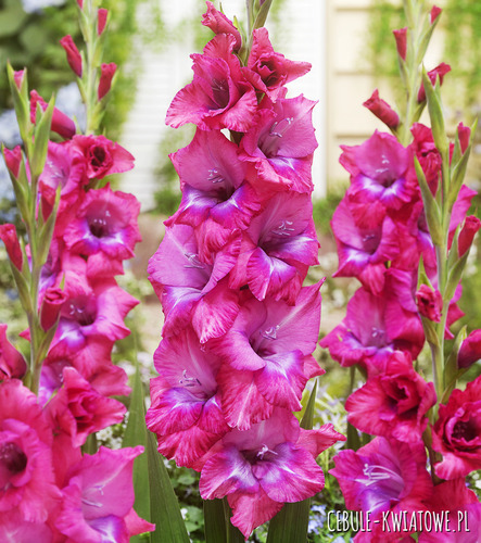 Gladiolus - Mieczyk Lumierre 5 szt.