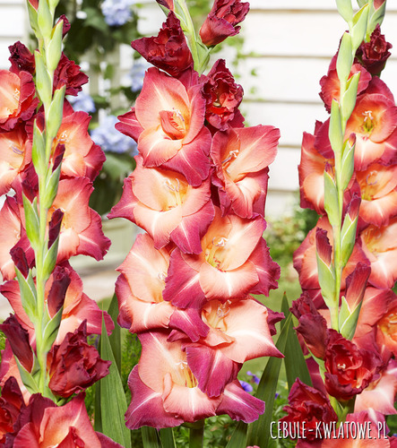 Gladiolus - Mieczyk Guinea 5 szt.