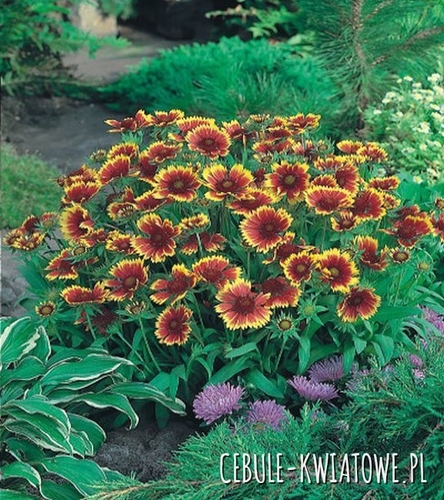 Gaillardia Gajlardia Kobold 1 szt.