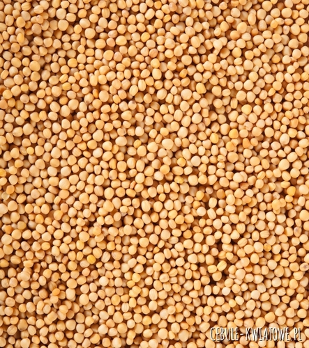 Gorczyca Sarepska 1000g