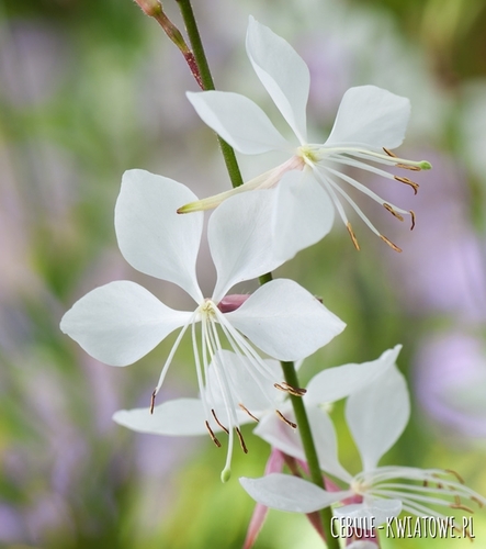 Gaura biała