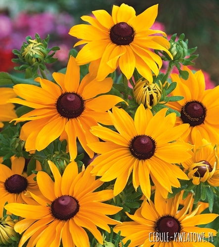 Rudbekia My Joy
