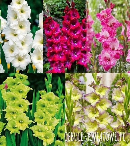 Zestaw Gladiolus - Mieczyk "24"