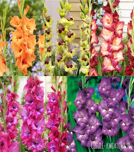 Zestaw Gladiolus - Mieczyk "25"