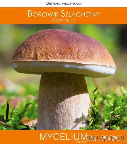 Grzybnia mikoryzowa Borowik szlachetny 60ml