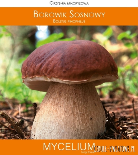 Grzybnia mikoryzowa Borowik sosnowy 60ml