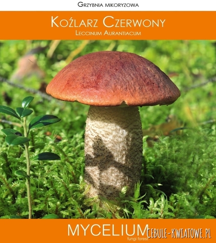 Grzybnia mikoryzowa Koźlarz czerwony 60ml