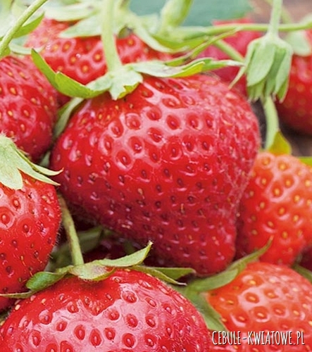 Truskawka Grandarosa sadzonka 1 szt