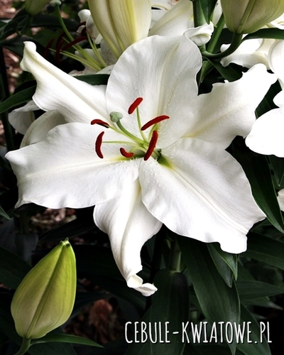 Lilia Orientalna Snowy Mountain 1 szt.