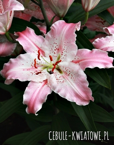 Lilia Orientalna Virtuoso 1 szt.