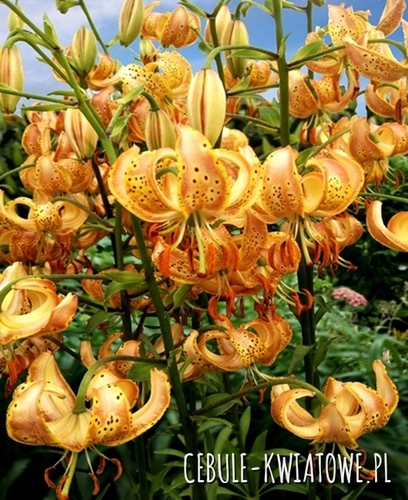 Lilia Martagon Peppard Gold 1 szt.