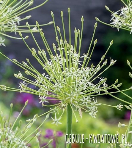 Allium - Czosnek Arctic Snow 1 szt.