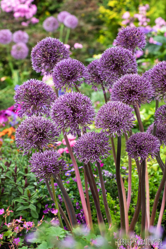 Allium - Czosnek Jackpot 1 szt.