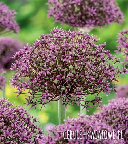 Allium - Czosnek Magic 3 szt.