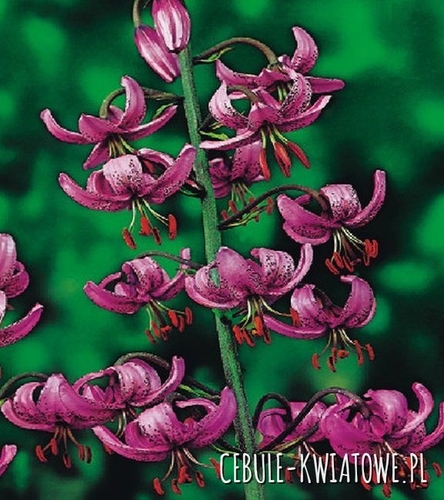 Lilia Martagon Rose 1 szt.